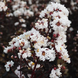 Crape Myrtle with black foliage - White